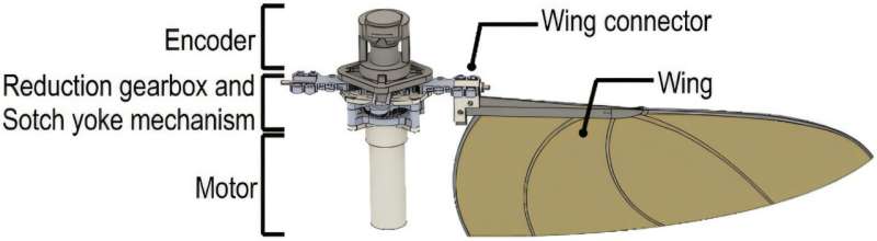 Back view of the hummingbird-mimetic electric flapping mechanism. Credit: Advanced Intelligent Systems (2024). DOI: 10.1002/aisy.202400473 Wind sensing by biomimetic flexible flapping wing with strain sensors