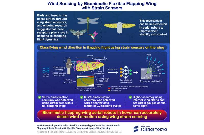 Biomimetic flapping-wing aerial robots in hover can accurately detect wind direction using wing strain sensing. Credit: Institute of Science Tokyo Wind sensing by biomimetic flexible flapping wing with strain sensors